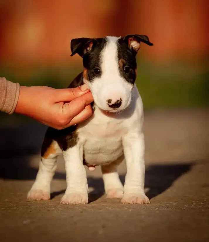black, white, and brown patterned Miniature Bull Terrier
