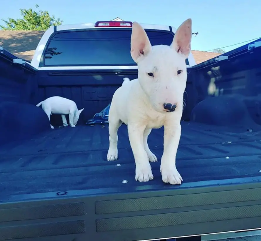  Miniature Bull Terrier on the trunk of the pick up car