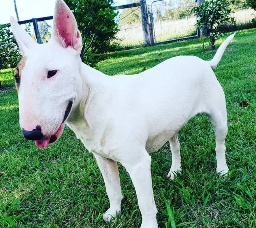 white Miniature Bull Terrier with brown fur around its eyes