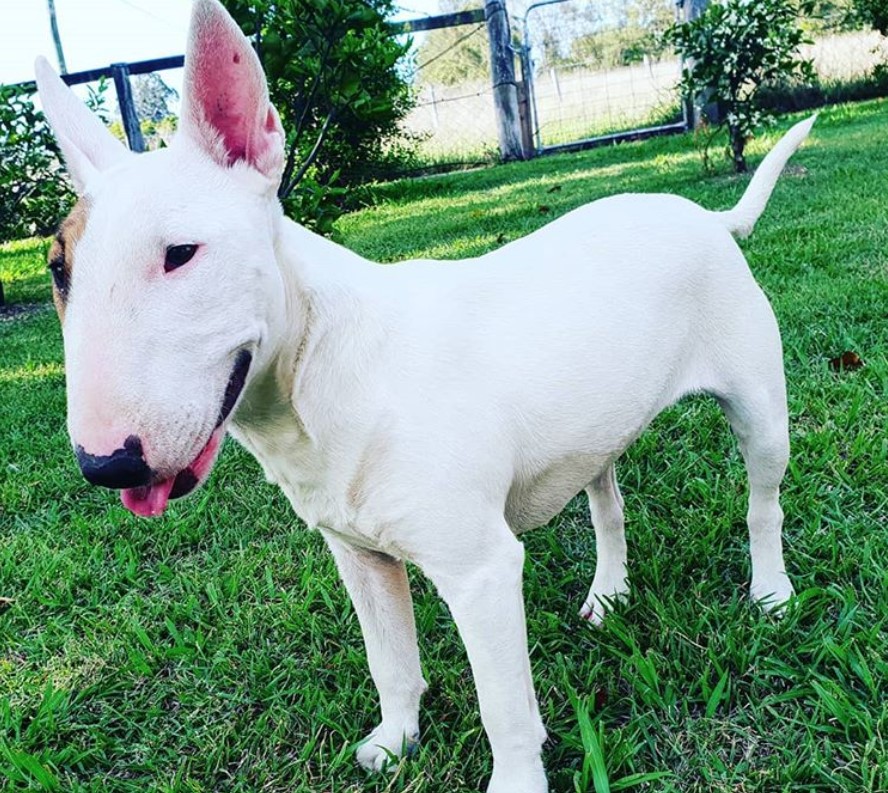 white Miniature Bull Terrier with brown fur around its eyes