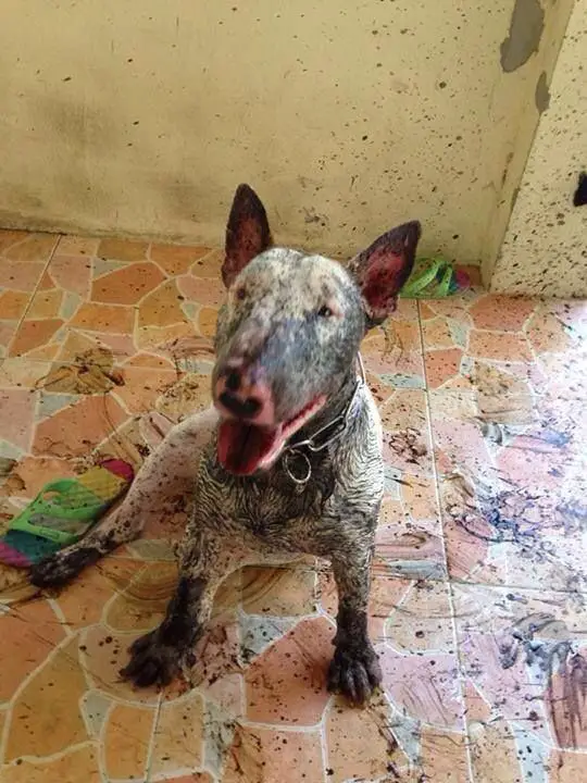 Miniature Bull Terrier sitting on the floor while covered in dirt