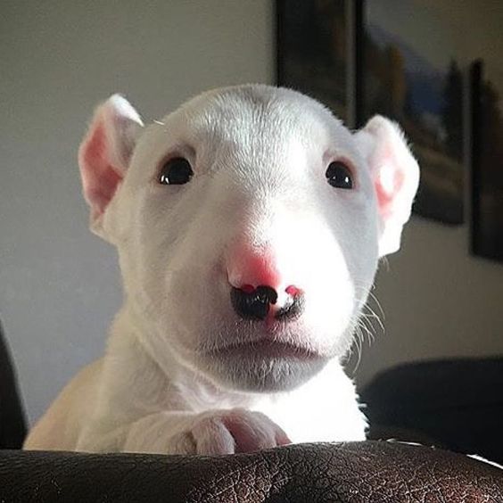 face of small white Miniature Bull Terrier puppy