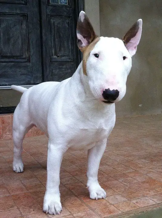 white Miniature Bull Terrier with brown and dark brown pattern