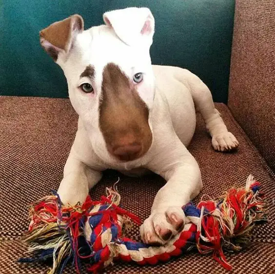 white Miniature Bull Terrier with brown fur on its nose while playing with its tug toy