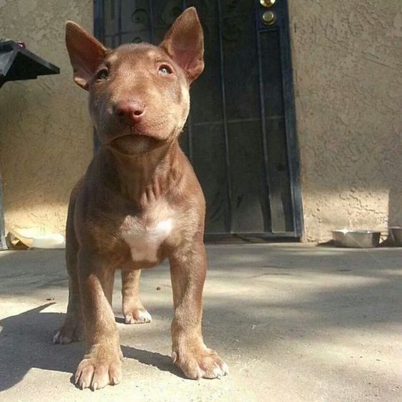 brown Miniature Bull Terrier with white fur on its chest