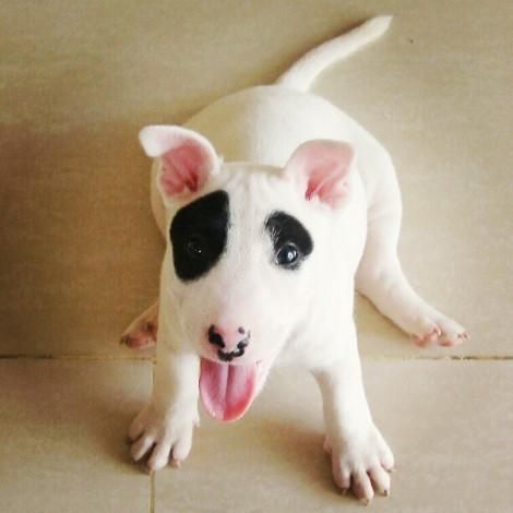 white Miniature Bull Terrier with black fur around its eyes while sitting on the floor