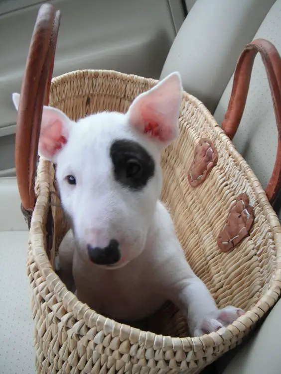 white Miniature Bull Terrier with black spot around on its eyes and nose in side the basket