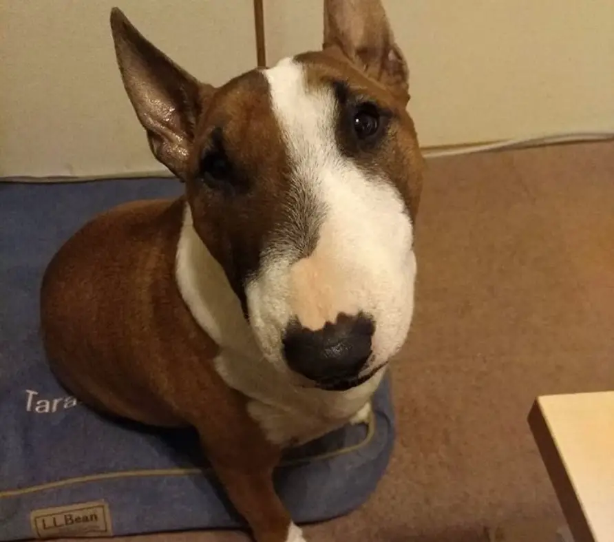 brown and white patter of Miniature Bull Terrier sitting on its pillow 