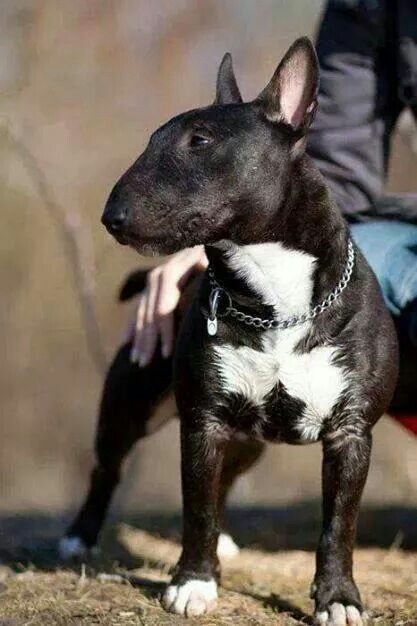 black Miniature Bull Terrier with white fur on chest