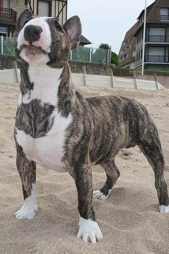 Miniature Bull Terrier with mix of brown, black pattern and white fur on its chest
