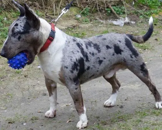 black and white pattern of Miniature Bull Terrier with a blue toy in its mouth