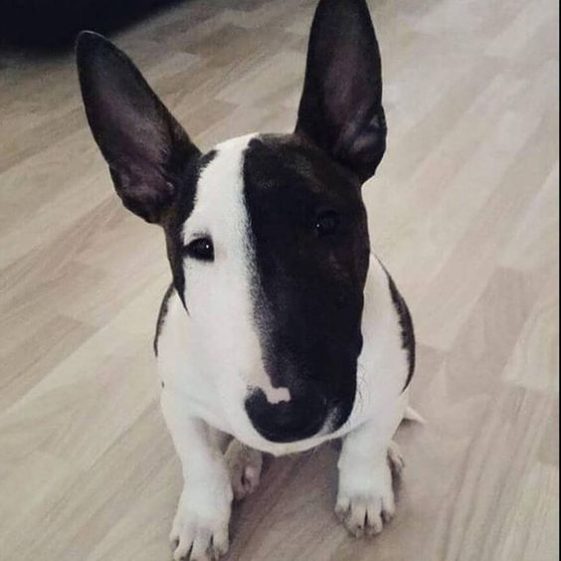 sitting Miniature Bull Terrier with black and white coat pattern