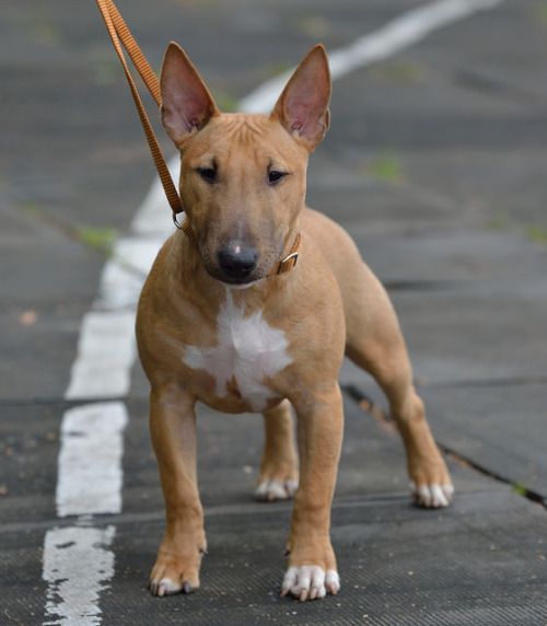 brown Miniature Bull Terrier with fur on its chest taking a walk