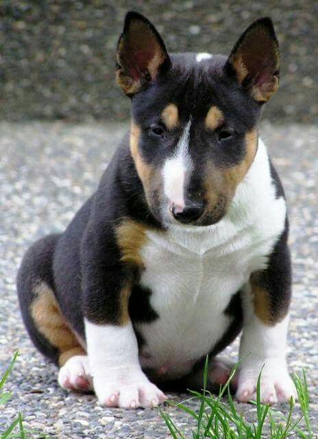 white, black, and brown patterned Miniature Bull Terrier