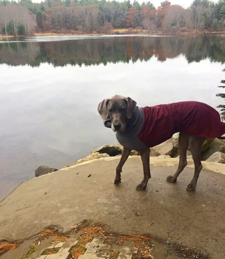 A miniature great dane wearing a shirt while standing on top of the rock by the lake