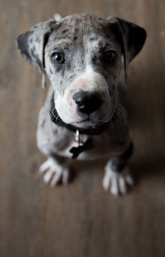 A miniature great dane sitting on the floor with its adorable face