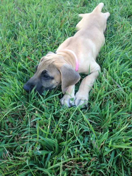 A miniature great dane lying on the grass