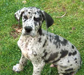 A miniature great dane sitting on the grass