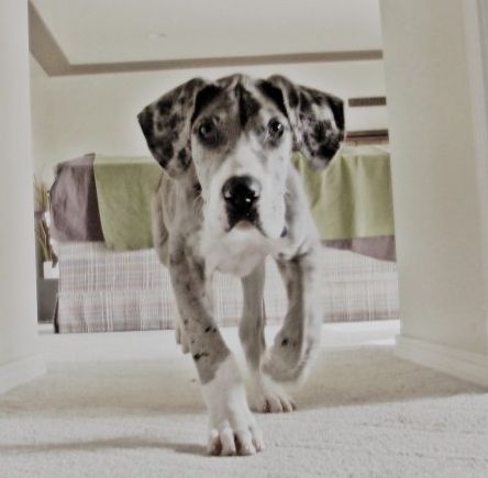  A miniature great dane walking in the hall way