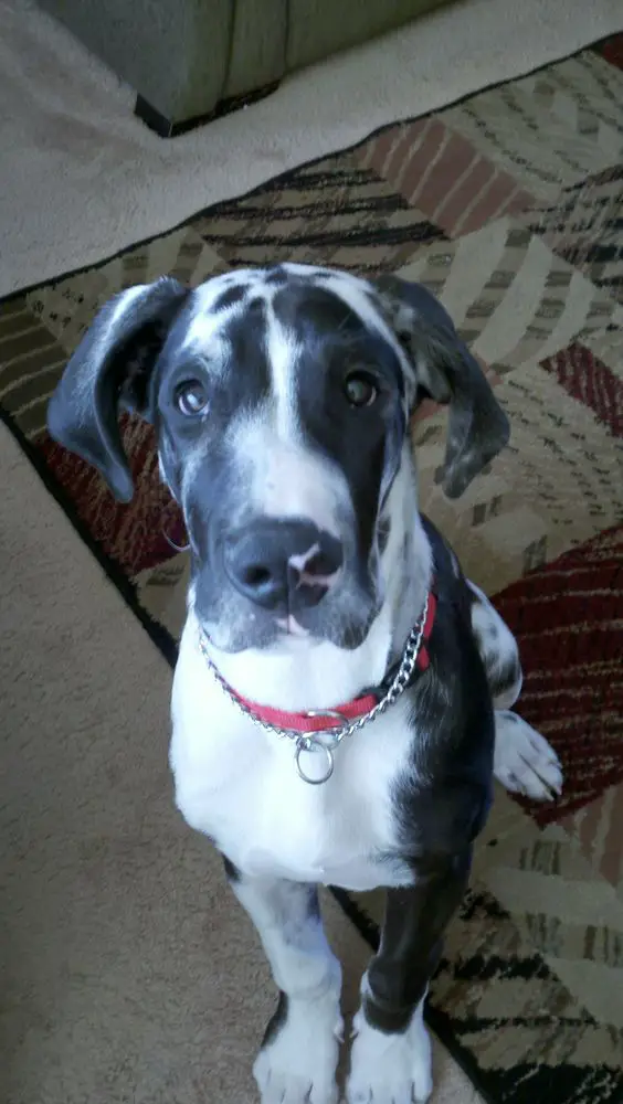 A miniature great dane sitting on the carpet with its begging eyes