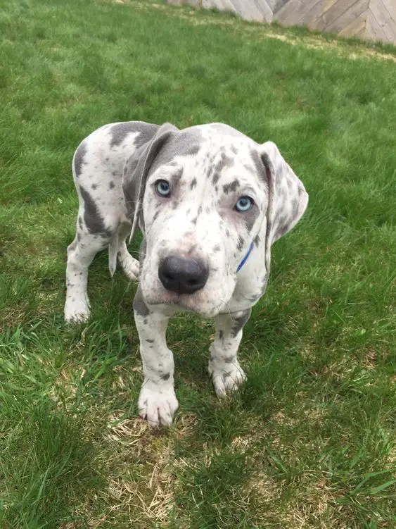 A miniature great dane standing in the yard with its begging face