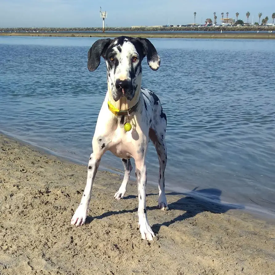 A miniature great dane standing by the seashore
