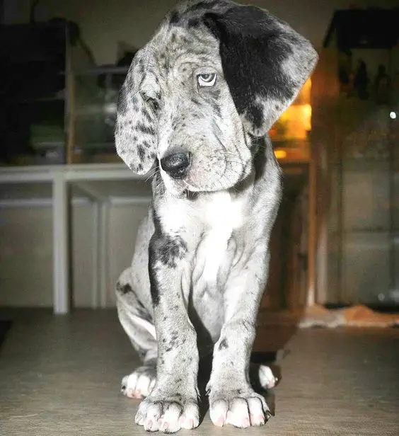 A miniature great dane sitting on the floor at night with its sad and cute face