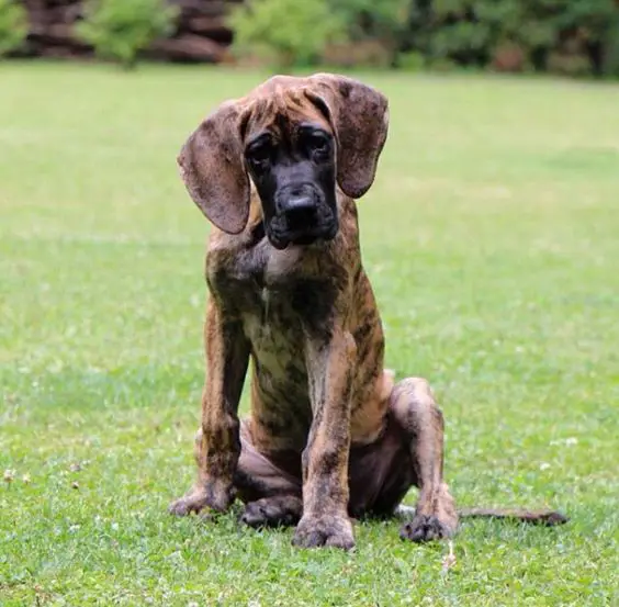 A miniature great dane sitting in the lawn