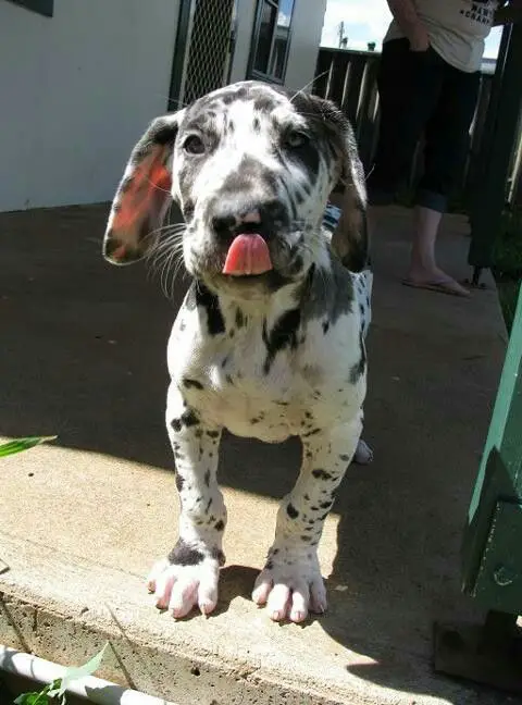 A miniature great dane standing in the front porch while licking its mouth