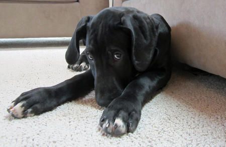 A miniature great dane lying on the floor with its shy face