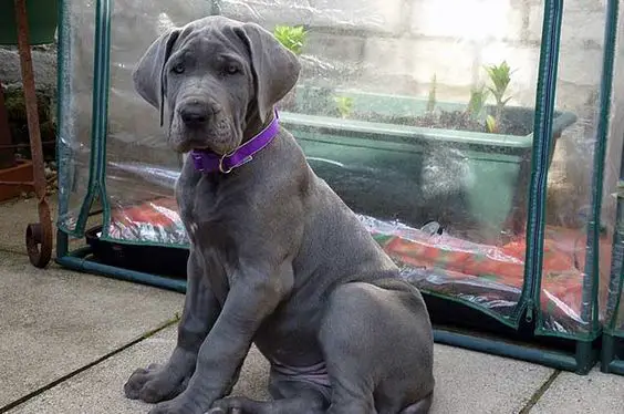 A miniature great dane sitting on the pavement
