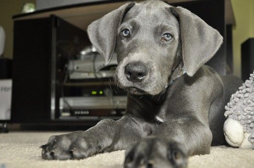 A miniature great dane lying on the floor while staring