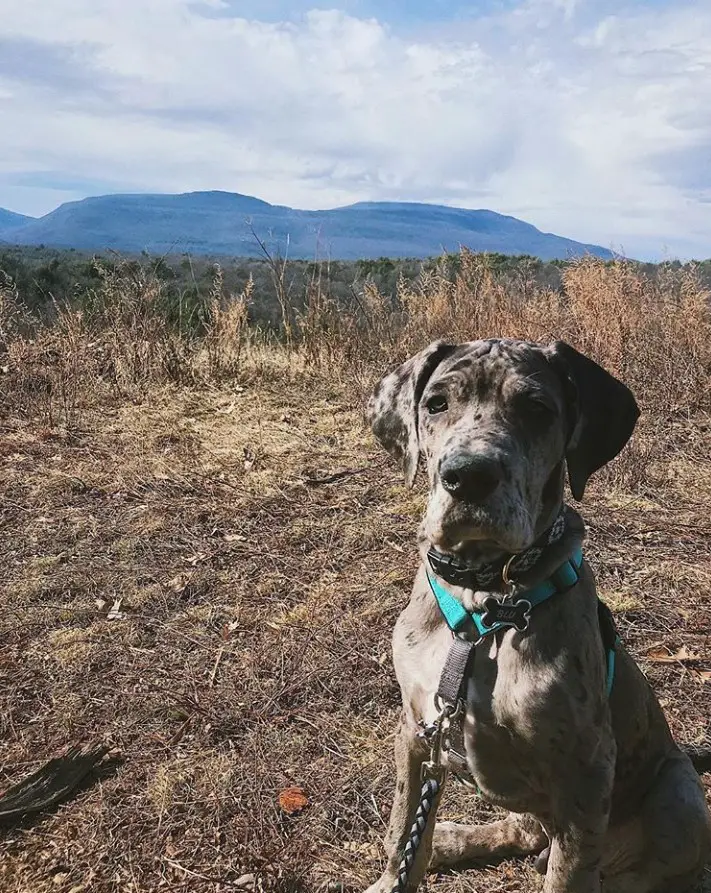 A miniature great dane sitting on the ground in the mountain