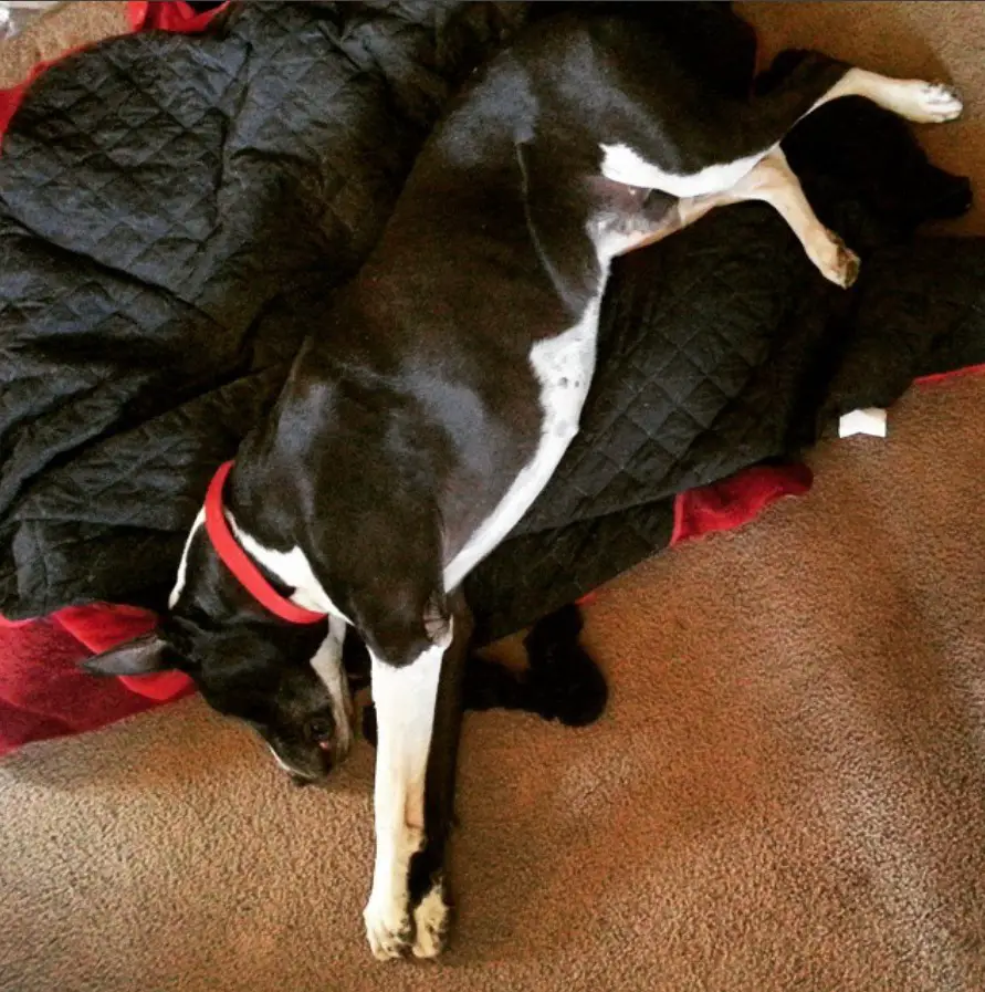 A miniature great dane sleeping on its bed n the floor