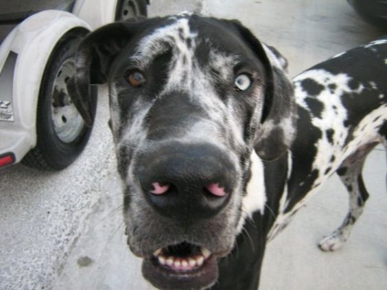 A miniature great dane standing on the pavement with its curious face