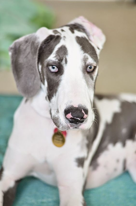 A miniature great dane lying on the couch