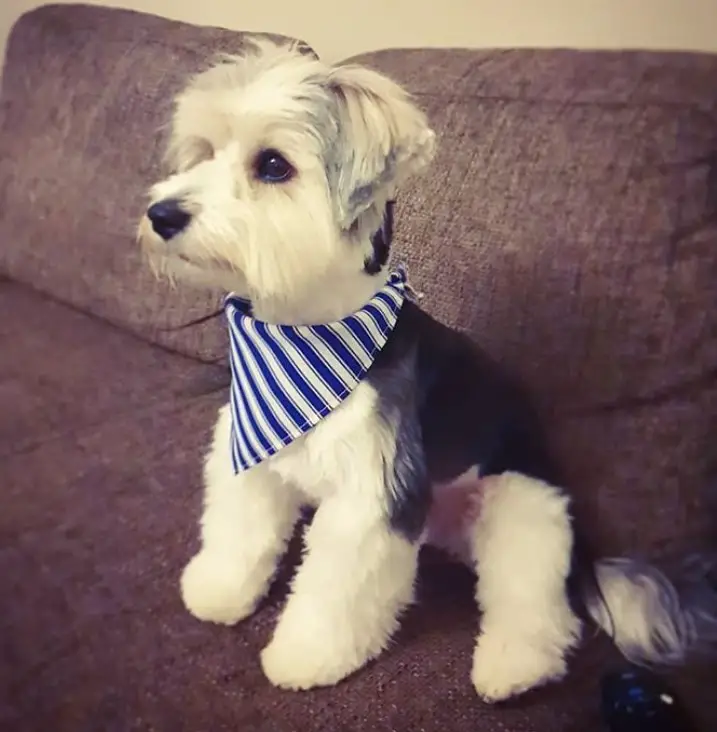 Morkie sitting on a couch fresh from a cute simple haircut