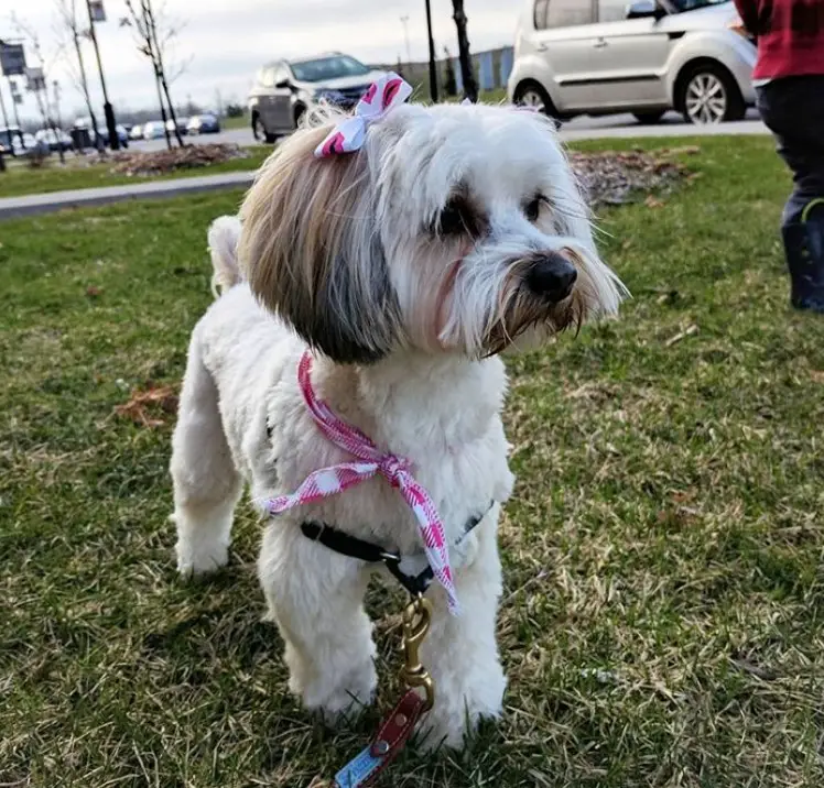 Morkie dog at the park with its bob cut hairstyle with a pink ribbon tie and fluffy hair on its body