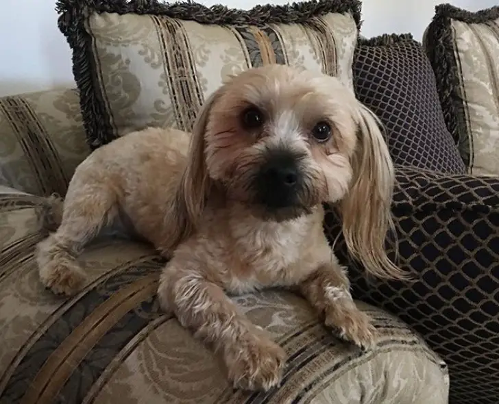 Morkie dog resting on the couch with its long silky straight hair on its ears and fluffy hair on its body