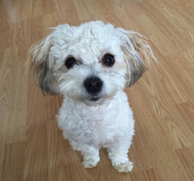 white Morkie puppy sitting on the floor with its cute fluffy hairstyle