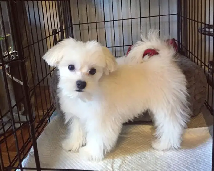 white Morkie puppy with medium length hair standing inside its crate