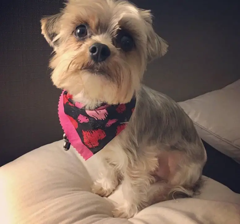 Morkie dog sitting on a pillow with its simple haircut