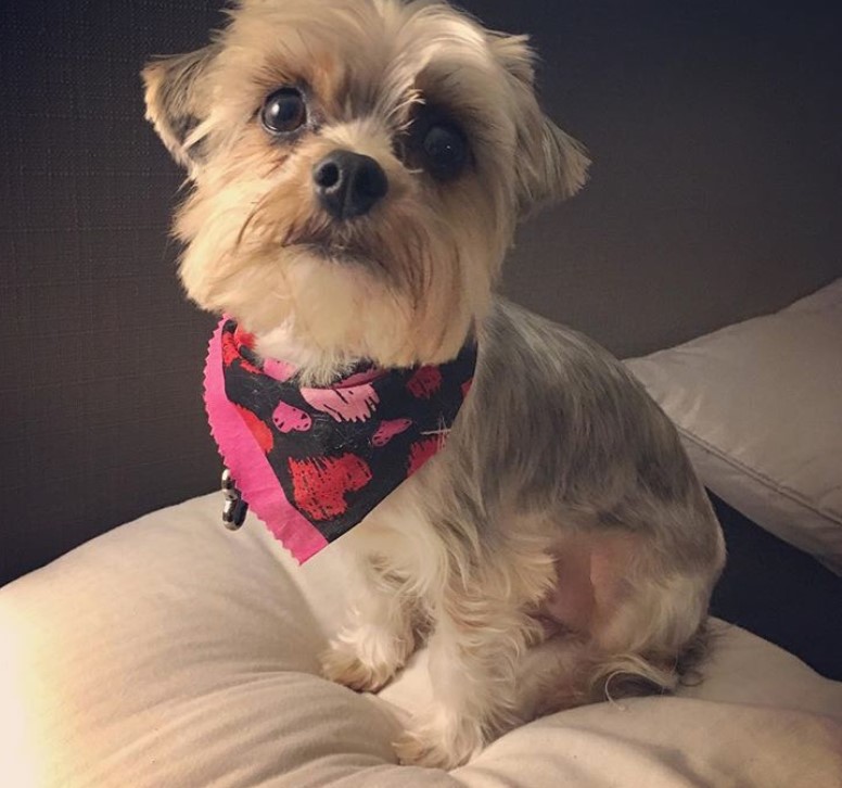 Morkie dog sitting on a pillow with its simple haircut