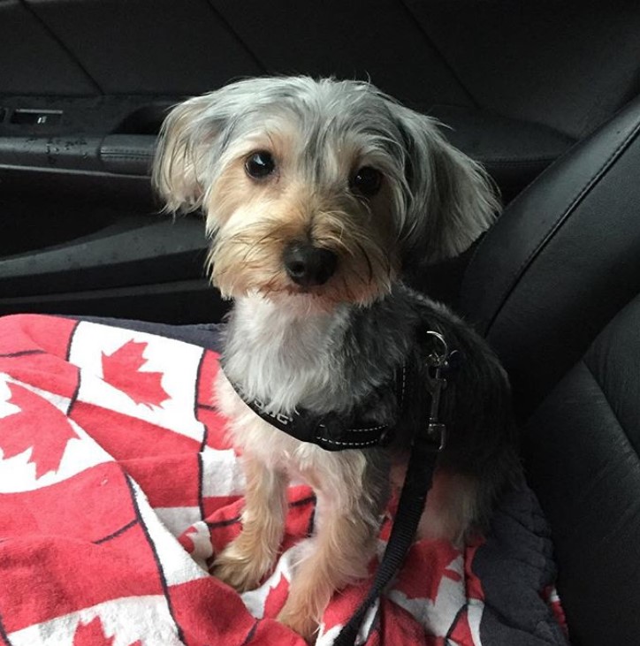 Morkie dog with trimmed hair sitting on the car