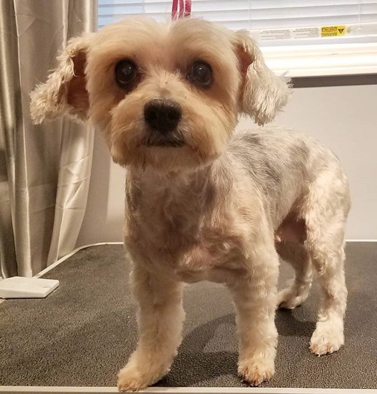 Morkie dog with fluffy hair and simple haircut