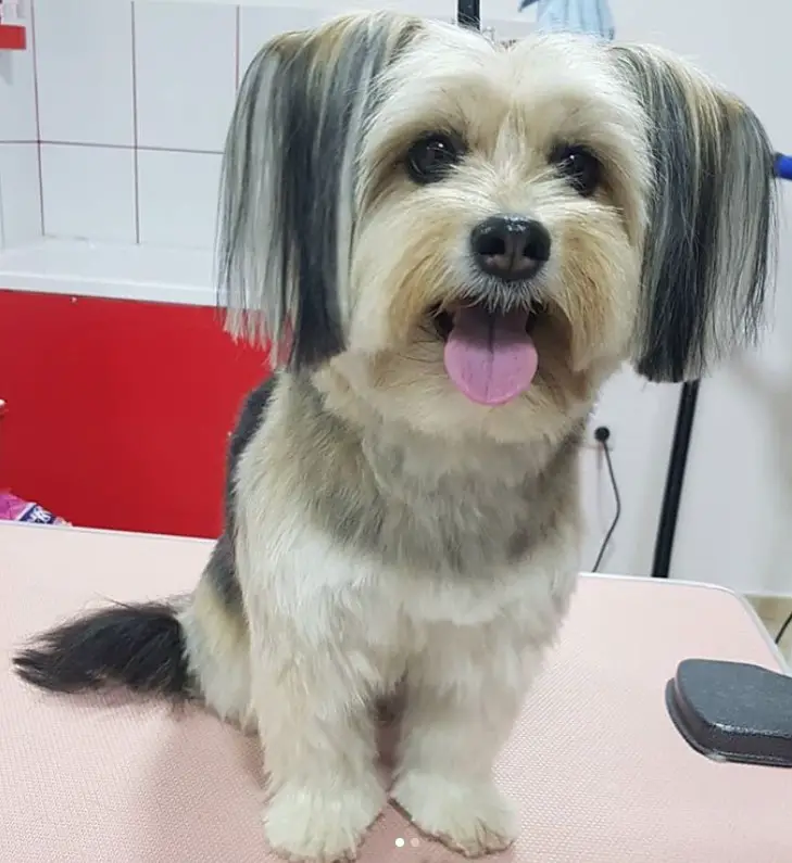 Morkie dog sitting on the grooming table with hair that is straight and medium length on its ears and fluffy hair on its body