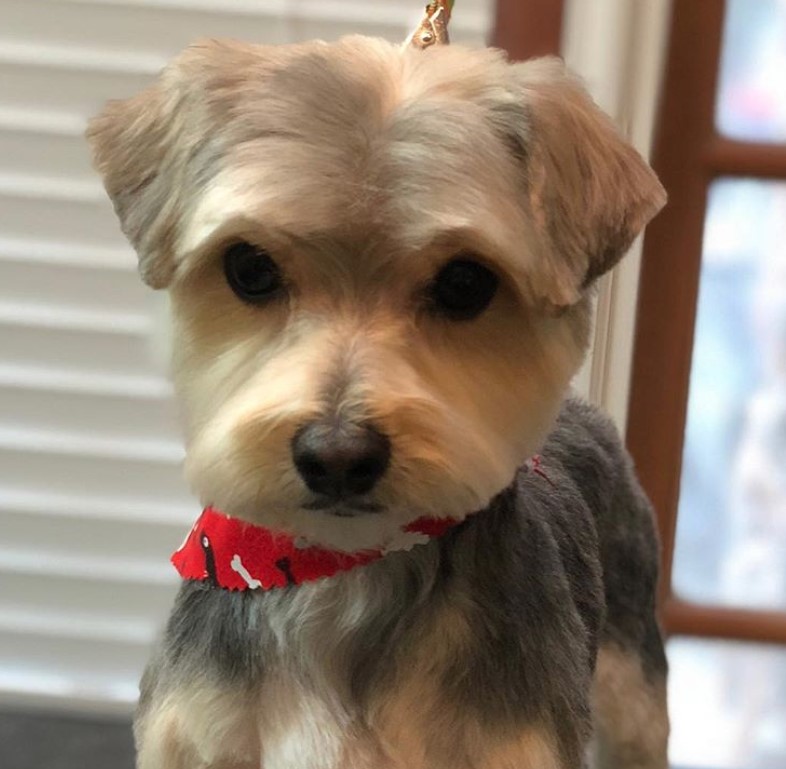 Morkie fresh from a clean simple haircut