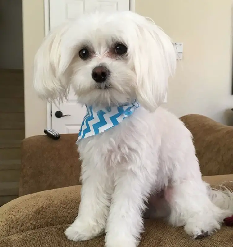 white Morkie dog on a couch with its medium length bob cut and fluffy curly hair on its body while wearing a cute scarf