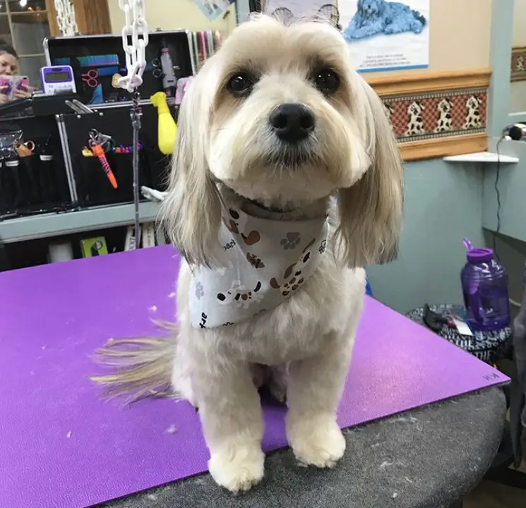 Morkie dog sitting on the grooming table with hair on its ears long and silky while the rest of its body is fluffy except its tail's hair that is kept long and straight