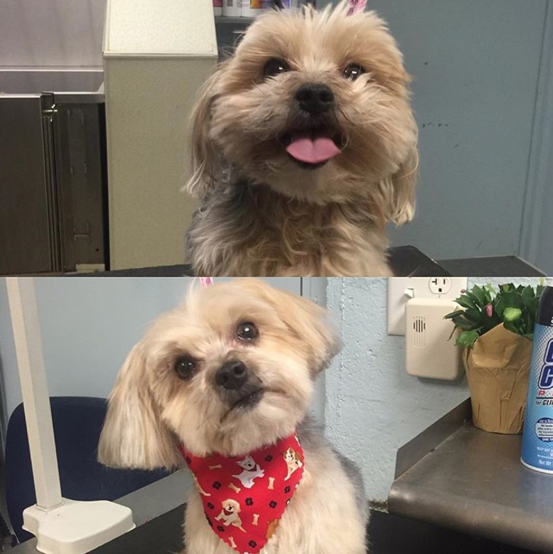 Morkie dog collage photo after a haircut